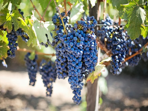 Resveratrol: एक नैसर्गिक आरोग्य संरक्षक